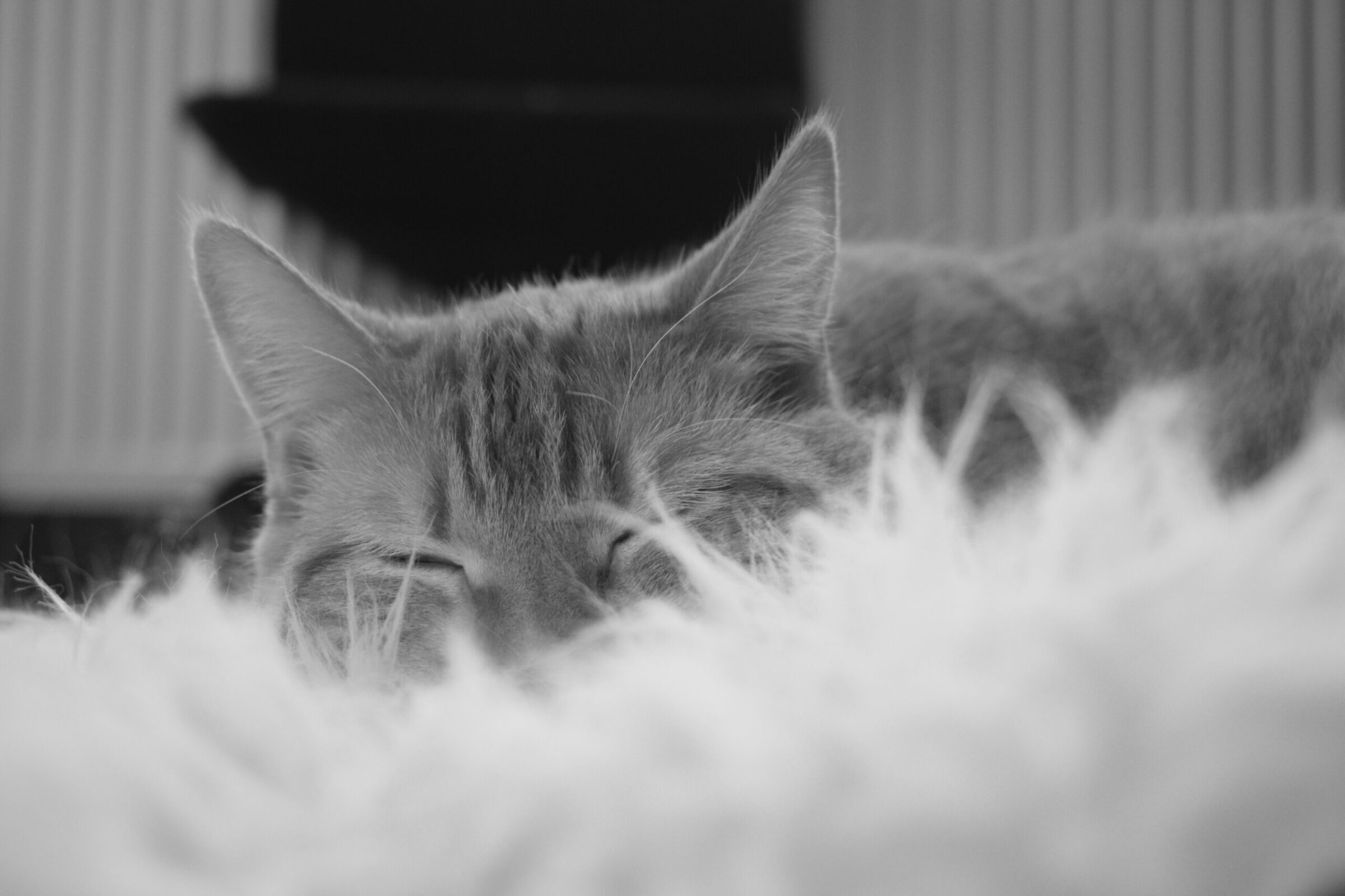 foto kat slapend zwartwit