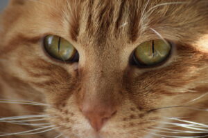 fotoshoot huisdier gingercat close up