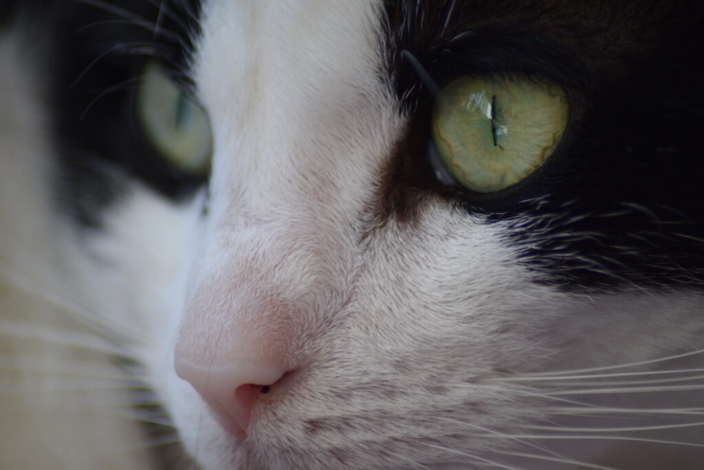 foto kat close up black and white cat
