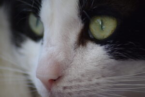 Fotografie voor katten Close up