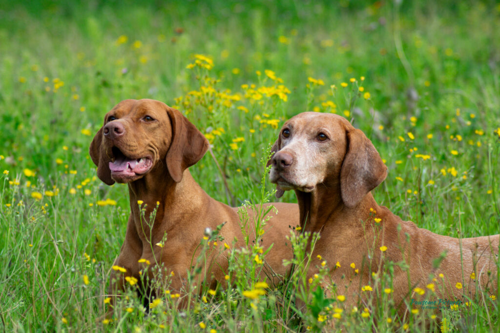 Fotograaf voor hond en kat 2 viszlas Bibian en Balou