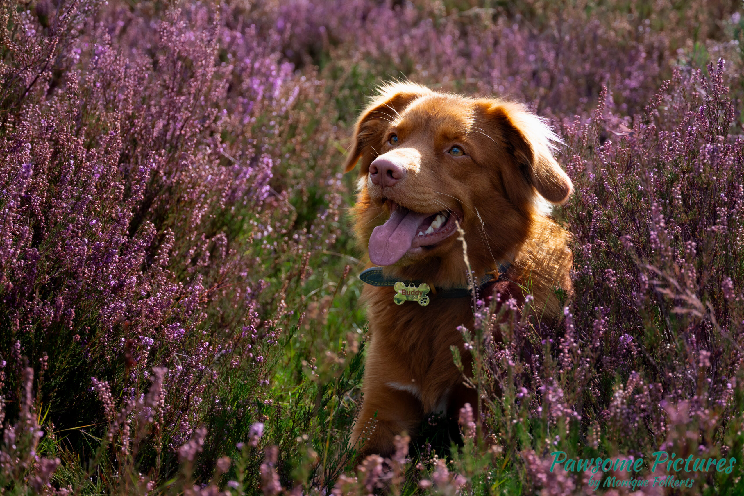 Nova Scotia Duck Tolling Retriever heidefoto Buddy