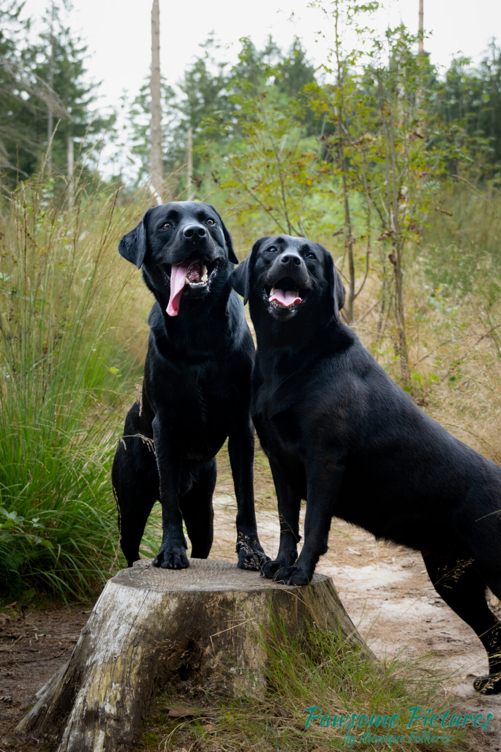 Hondenfotograaf Labrador Retrievers Kyo & Yara