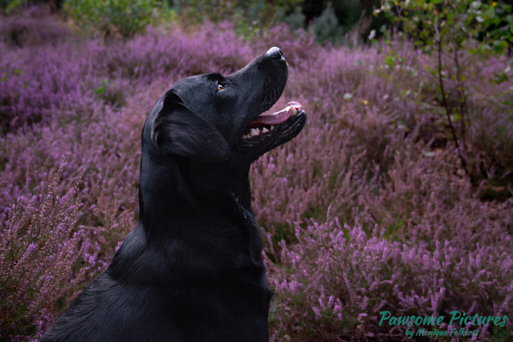 Heideshoot labrador