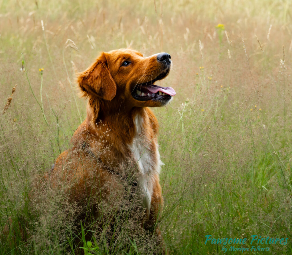 Golden Toller Nova