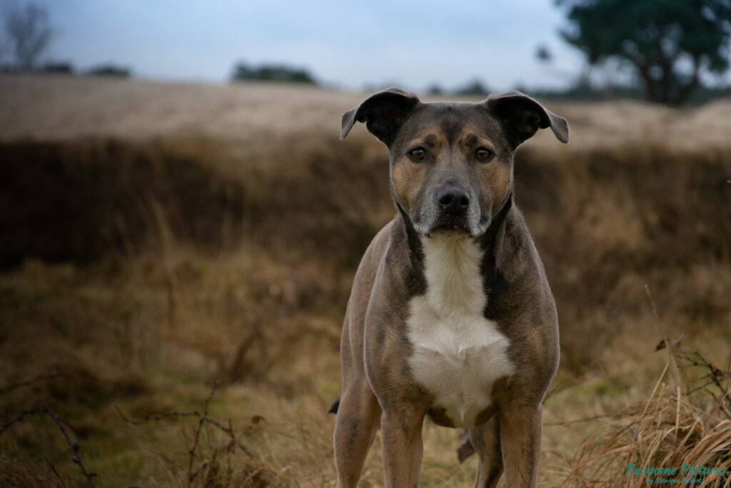 Foto stafford x border collie Roxy