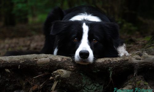 Hondenfotograaf-Border-Collie-Silas Border Collie Silas head down