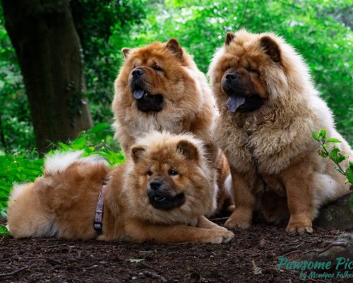Hondenfotograaf-chowchows Hondenfotograaf-ChowChows